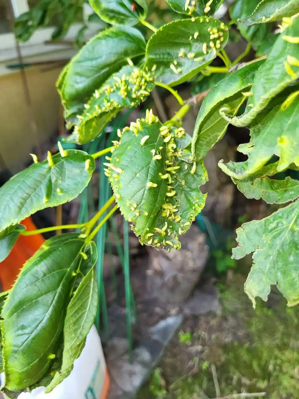 Галловый клещ в г. Кубинка
