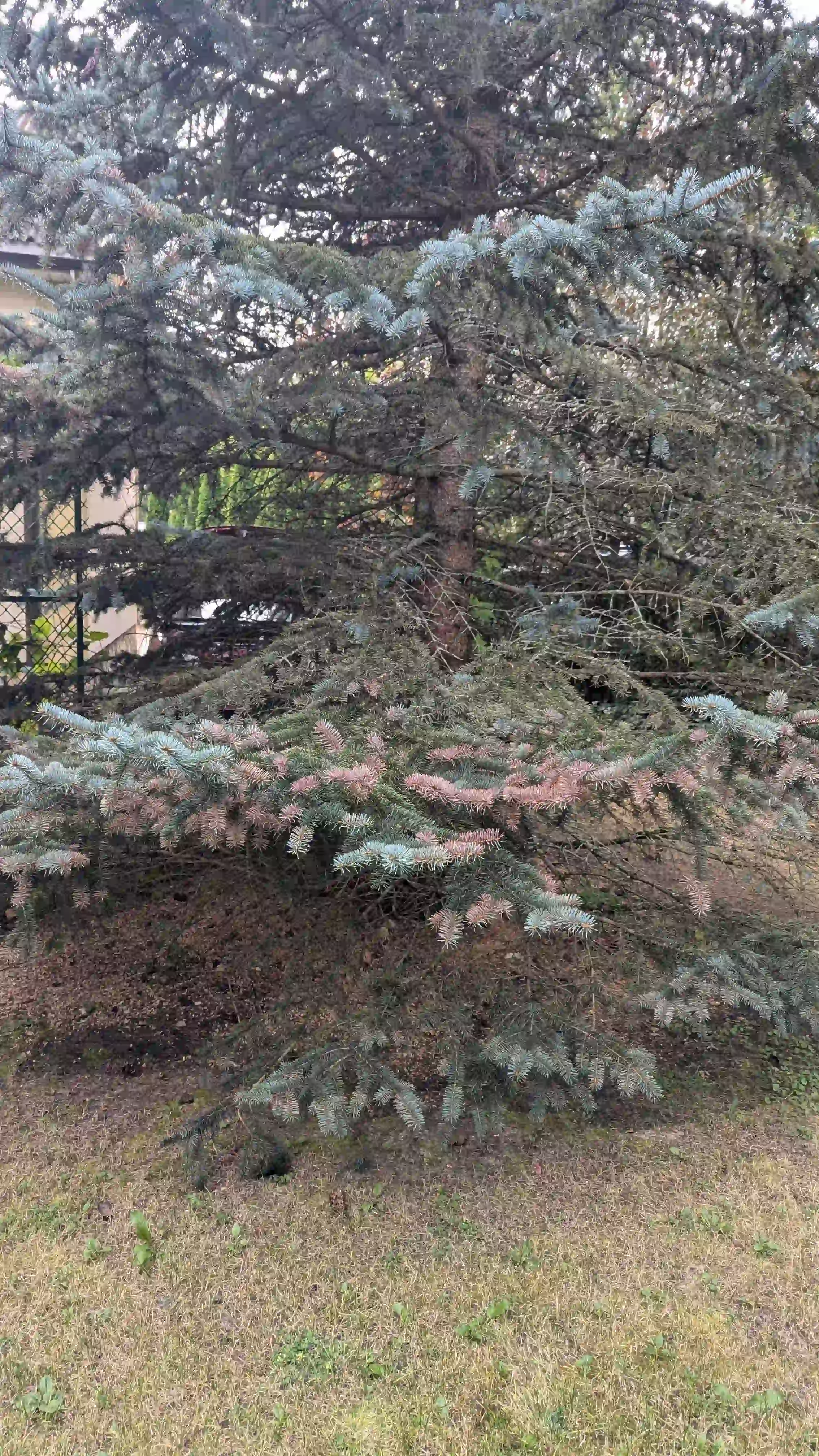 Хроническое шютте в г. Кубинка